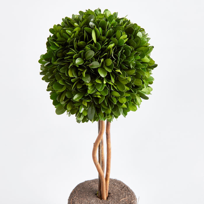 Boxwood Single Sphere Topiary Drop-In 16" - View 2