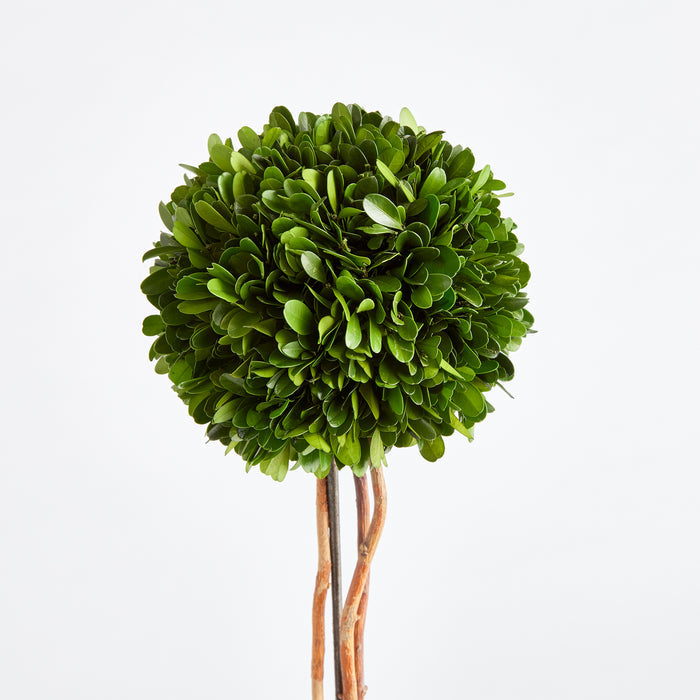 Boxwood Single Sphere Topiary Drop-In 24" - View 2