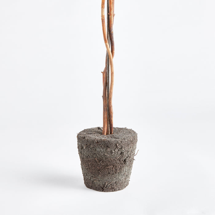 Boxwood Single Sphere Topiary Drop-In 24" - View 3