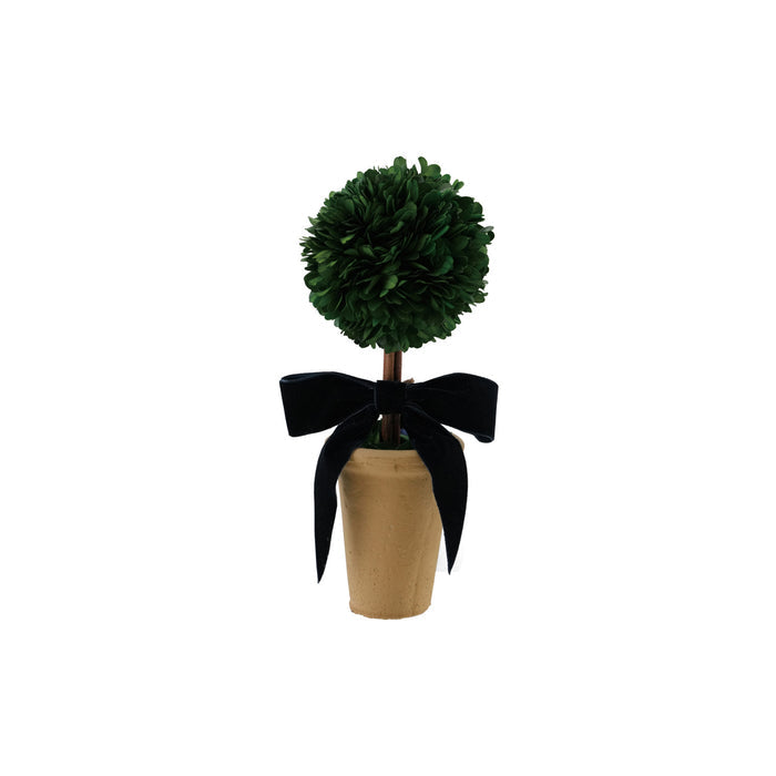 Dried Boxwood Tree in Terra-cotta Pot with Navy Color Velvet Bow