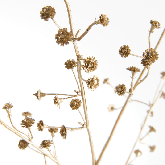 Gilded Baby'S Breath Stems 31" St/4 - View 3