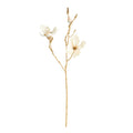 Gilded Magnolia Stems 27" St/6