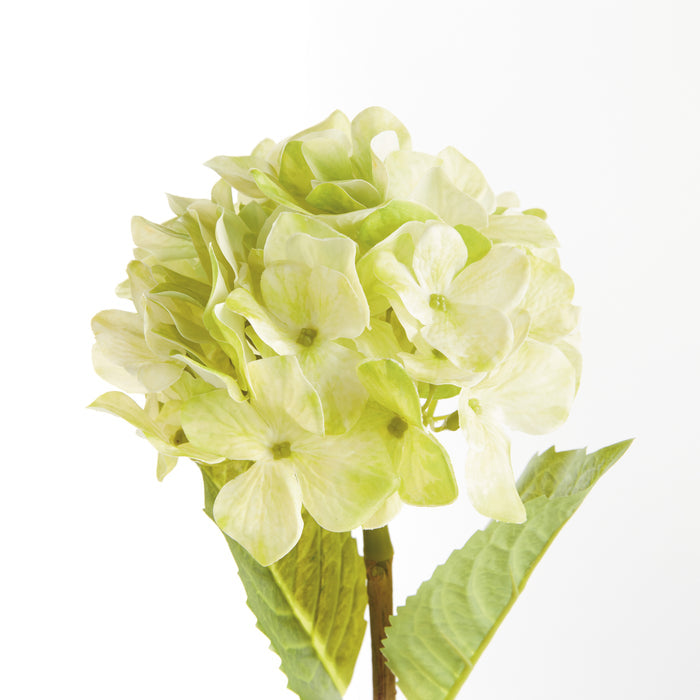 Hydrangea Stems 18", Set Of 6 - View 3