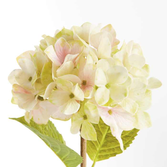 Hydrangea Stems 18", Set Of 6 - View 3