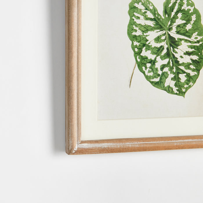 Leaf Cuttings Petite Prints, Set Of 3 - View 2