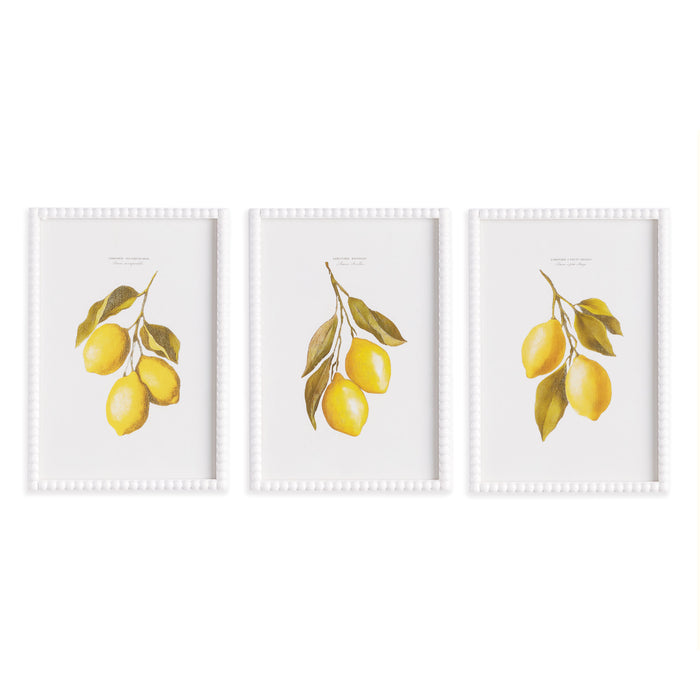 Lemon Cuttings Study, Set Of 3