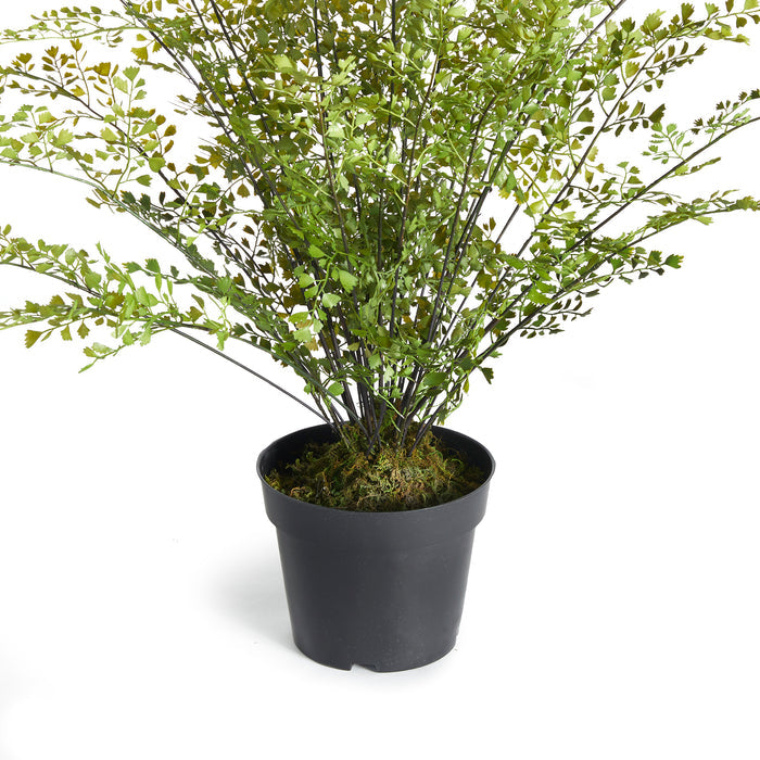 Maidenhair Drop-In 30" - View 2