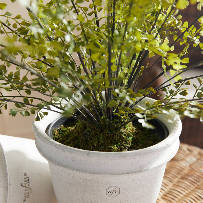 Maidenhair Drop-In 30" - View 5