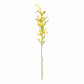 Mimosa Stems 27.5", Set Of 6