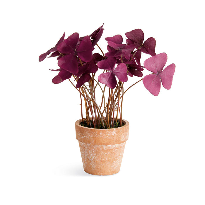 Mini Oxalis Potted Drop-In 7" St/4