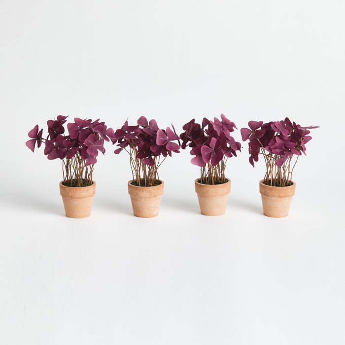 Mini Oxalis Potted Drop-In 7" St/4 - View 2