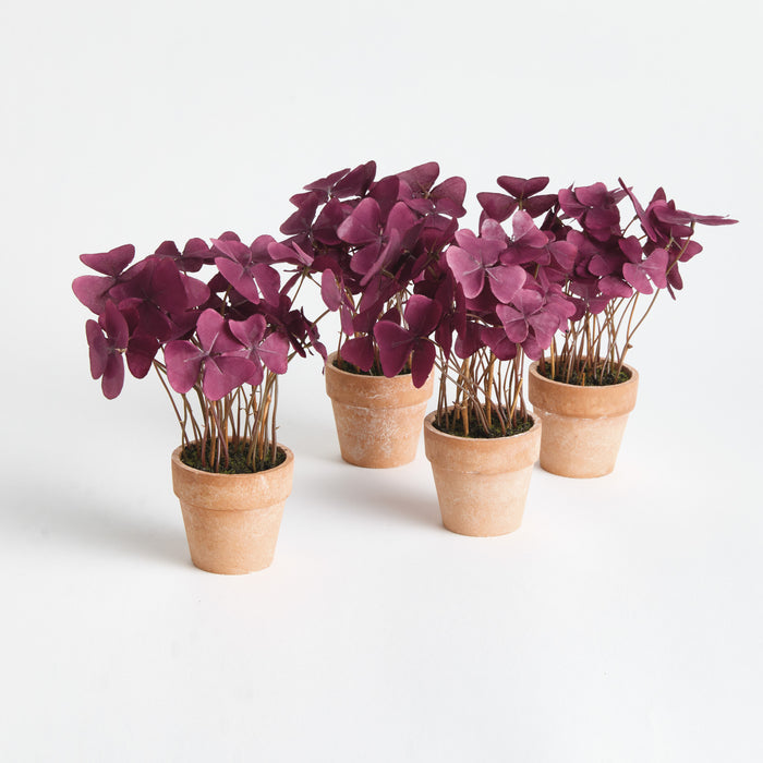 Mini Oxalis Potted Drop-In 7" St/4 - View 3
