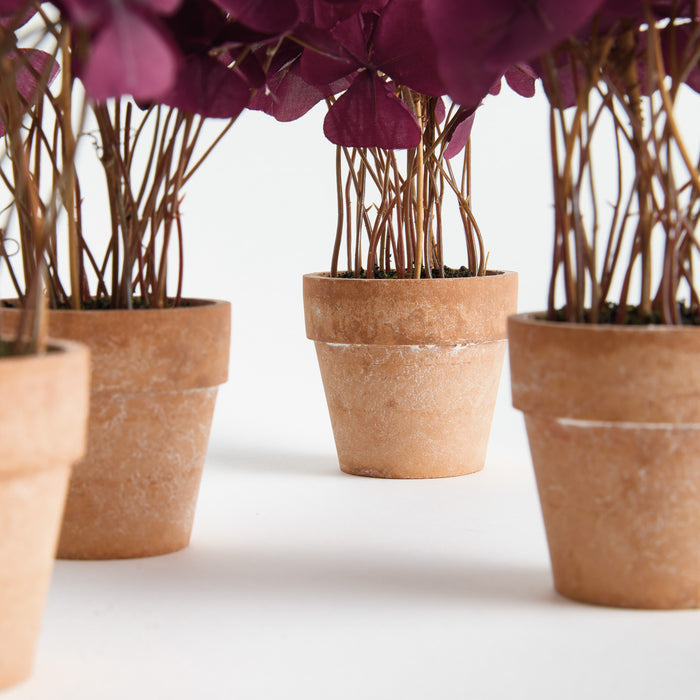 Mini Oxalis Potted Drop-In 7" St/4 - View 4