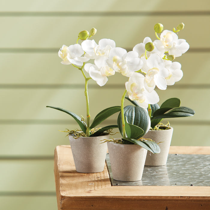 Mini Phalaenopsis 9" Potted, Set Of 12 - View 2
