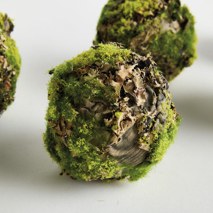 Mossy Lichen Orbs 3.5" St/6 - View 3