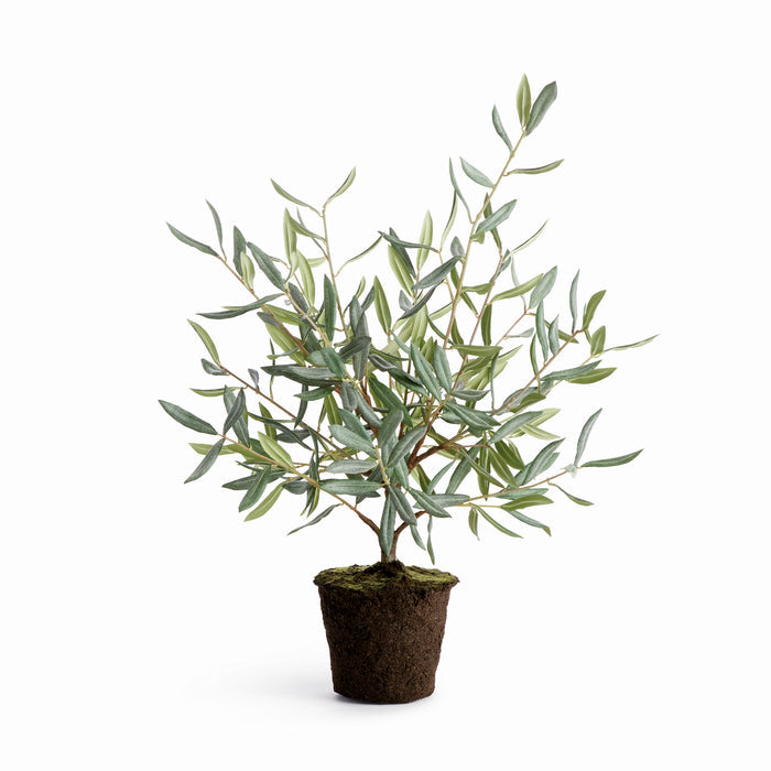 Olive Tree Drop-In 26"