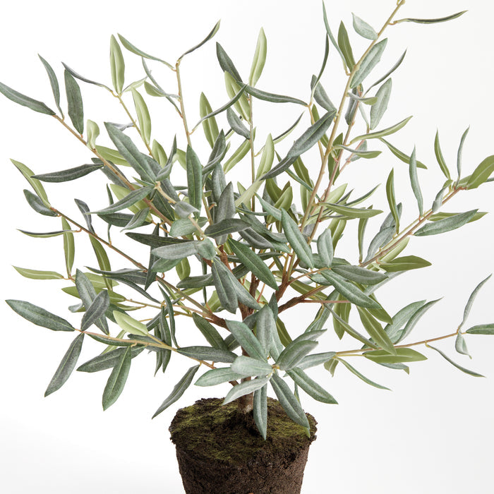 Olive Tree Drop-In 26" - View 2