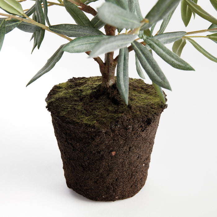 Olive Tree Drop-In 26" - View 4