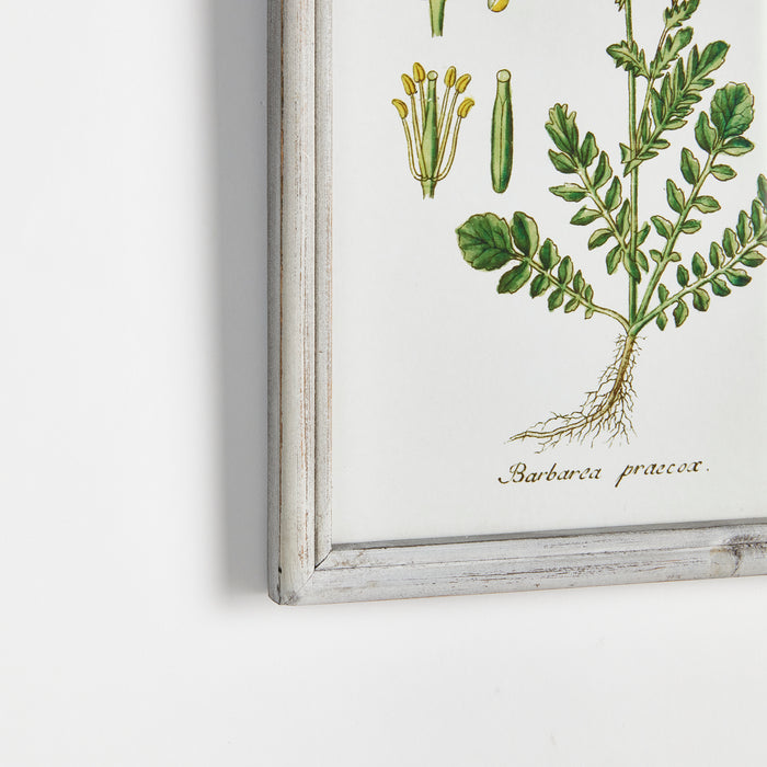 Perennial Botanical Study, Set Of 6 - View 2
