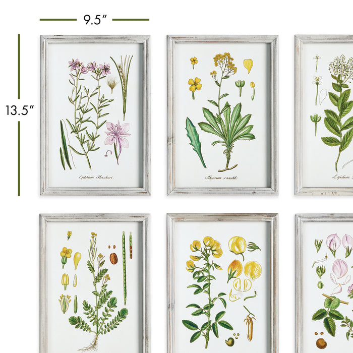 Perennial Botanical Study, Set Of 6 - View 3