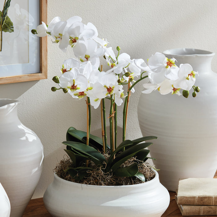 Phalaenopsis Orchid Bowl Drop-In 20" - View 2