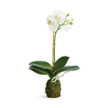Phalaenopsis Orchid Drop-In 15" St/2