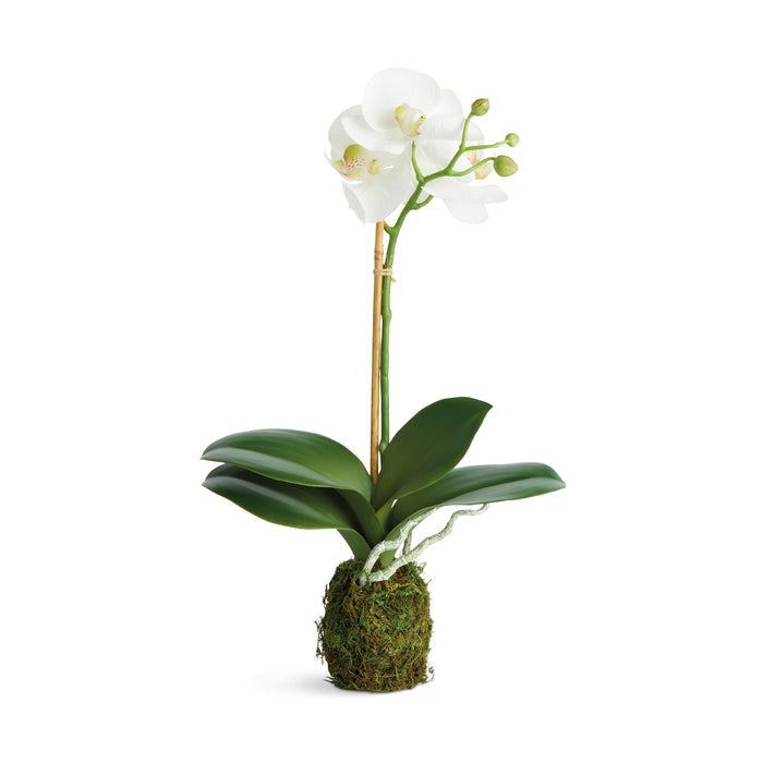 Phalaenopsis Orchid Drop-In 15" St/2