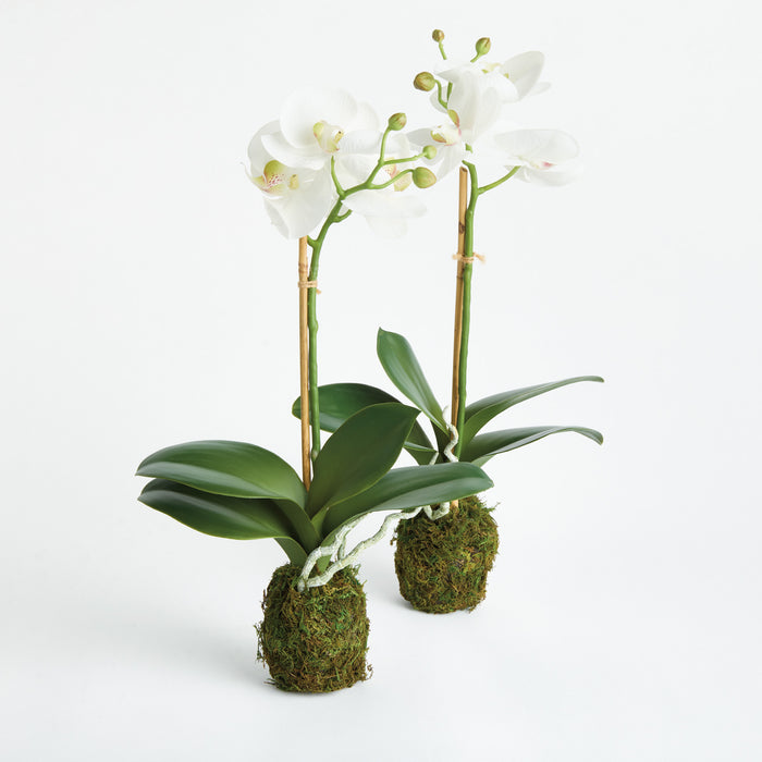 Phalaenopsis Orchid Drop-In 15" St/2 - View 2