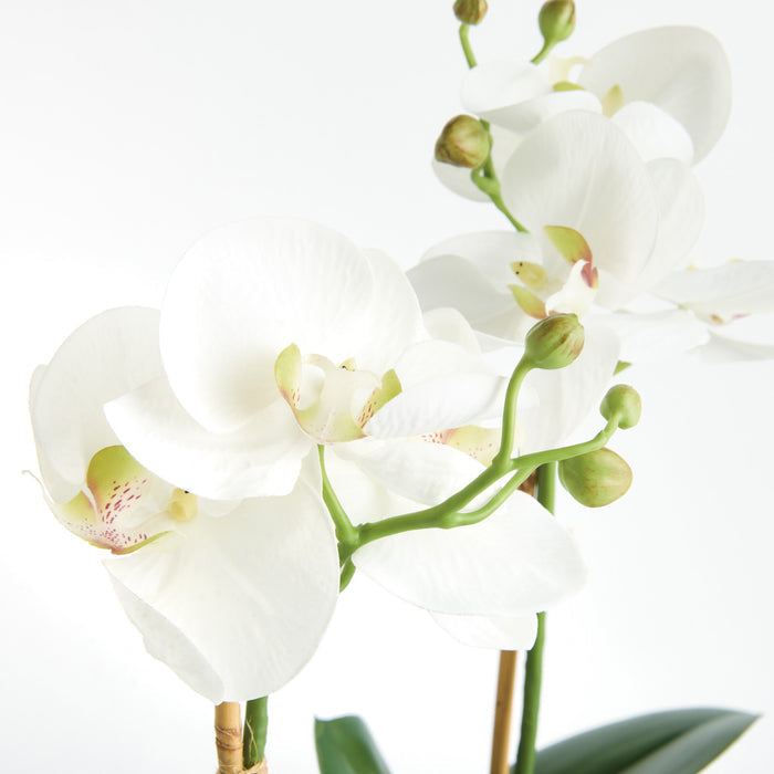Phalaenopsis Orchid Drop-In 15" St/2 - View 3