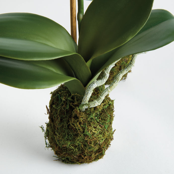 Phalaenopsis Orchid Drop-In 15" St/2 - View 4