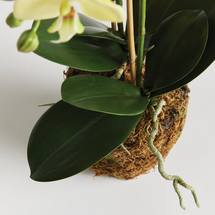 Phalaenopsis Orchid Drop-In 23" - View 3