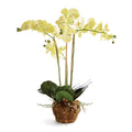 Phalaenopsis Orchid Drop-In 30"