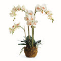Phalaenopsis Orchid Drop-In 30"