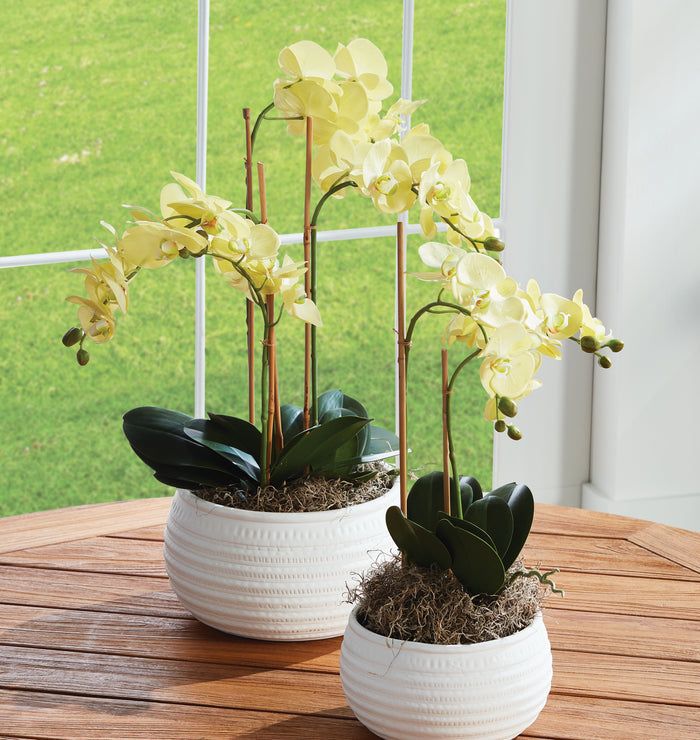 Phalaenopsis Orchid Drop-In 30" - View 2