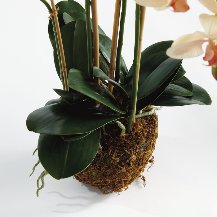 Phalaenopsis Orchid Drop-In 30" - View 2