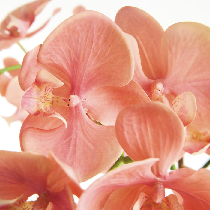 Phalaenopsis Orchid Drop-In 30" - View 2