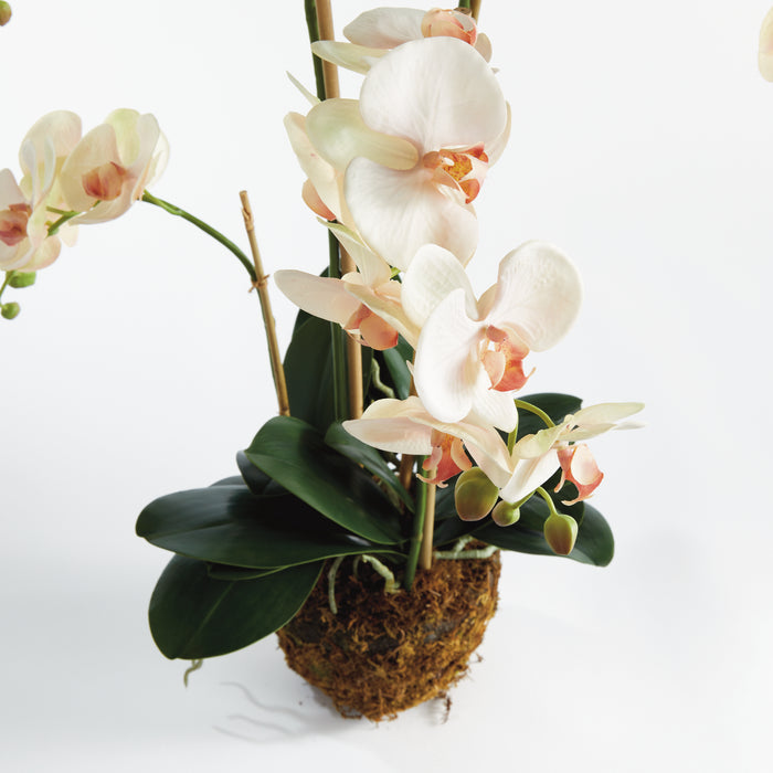 Phalaenopsis Orchid Drop-In 30" - View 3