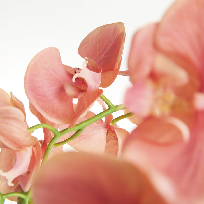 Phalaenopsis Orchid Drop-In 30" - View 3