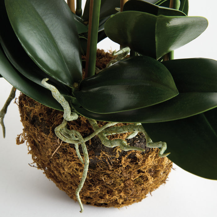 Phalaenopsis Orchid Drop-In 30" - View 4