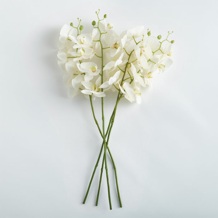 Phalaenopsis Orchid Stems 28" St/4 - View 2