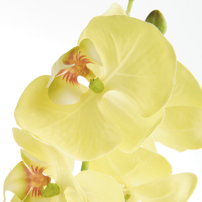 Phalaenopsis Orchid Stems 28" St/4 - View 3