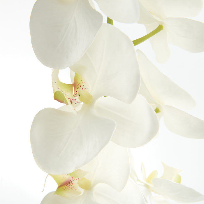 Phalaenopsis Orchid Stems 28" St/4 - View 3