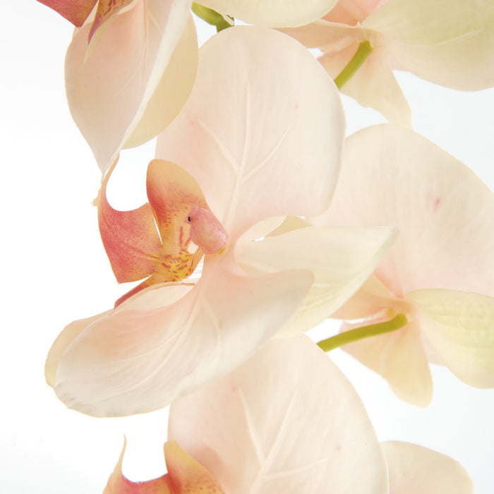 Phalaenopsis Orchid Stems 28" St/4 - View 3