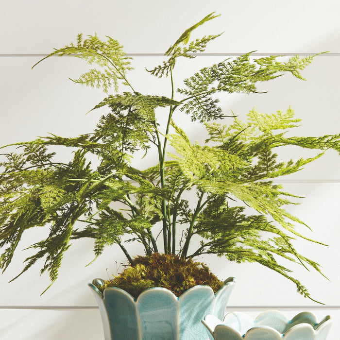 Plumosa Fern Drop-In 21" - View 5