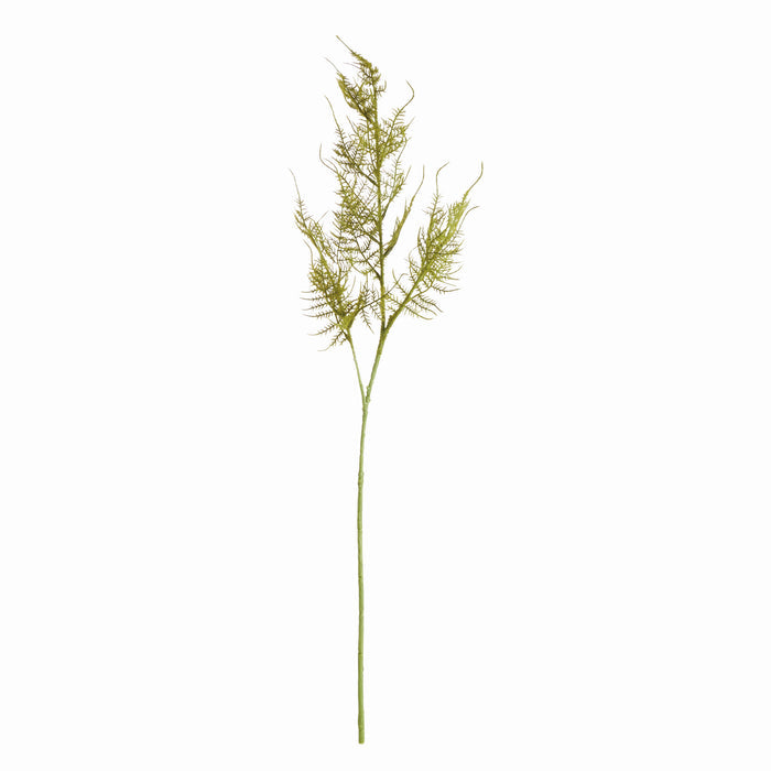 Plumosa Stems, Set Of 6
