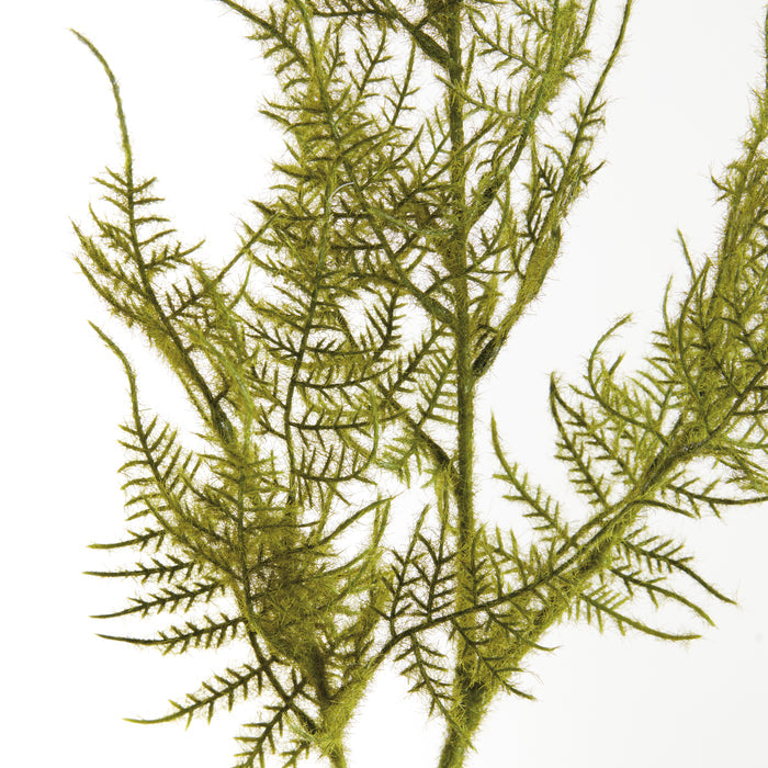 Plumosa Stems, Set Of 6 - View 2