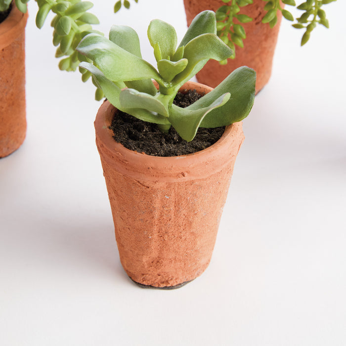 Potted Succulents 8.5", Set Of 6 - View 2