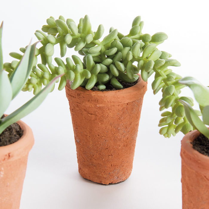 Potted Succulents 8.5", Set Of 6 - View 3