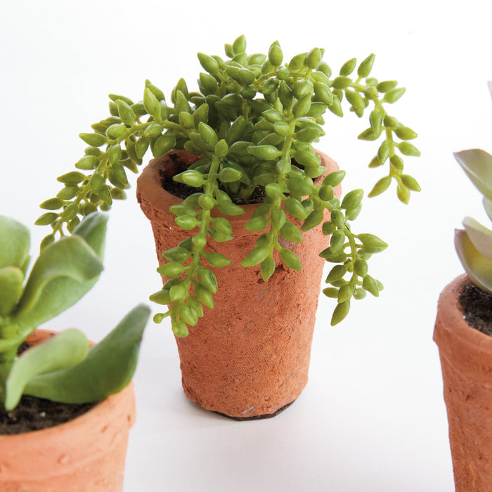 Potted Succulents 8.5", Set Of 6 - View 4
