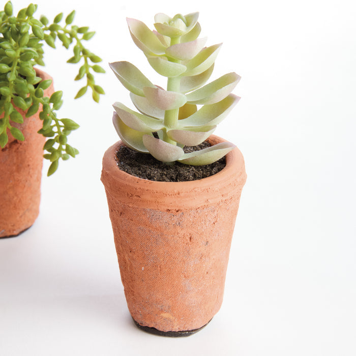 Potted Succulents 8.5", Set Of 6 - View 5